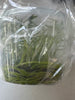 FLASK Catasetum saccatum