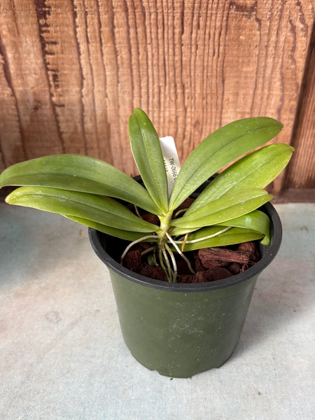 Chamaengis hariotiana