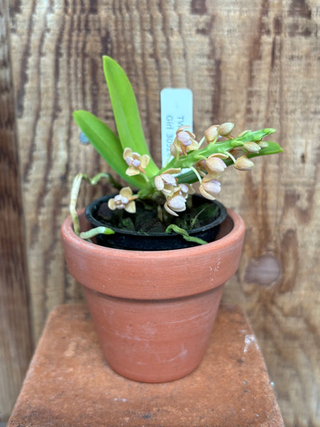 Tubecentron LOC Cajun Girl (Tubecentron Niu Girl x Tuberolabium kotoense)