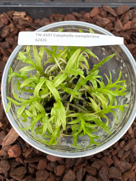 FLASK Eulophiella roempleriana