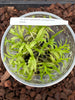FLASK Eulophiella roempleriana