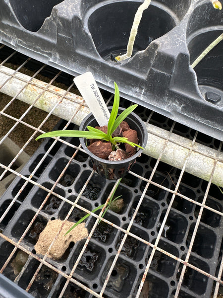 Vanda roeblingiana