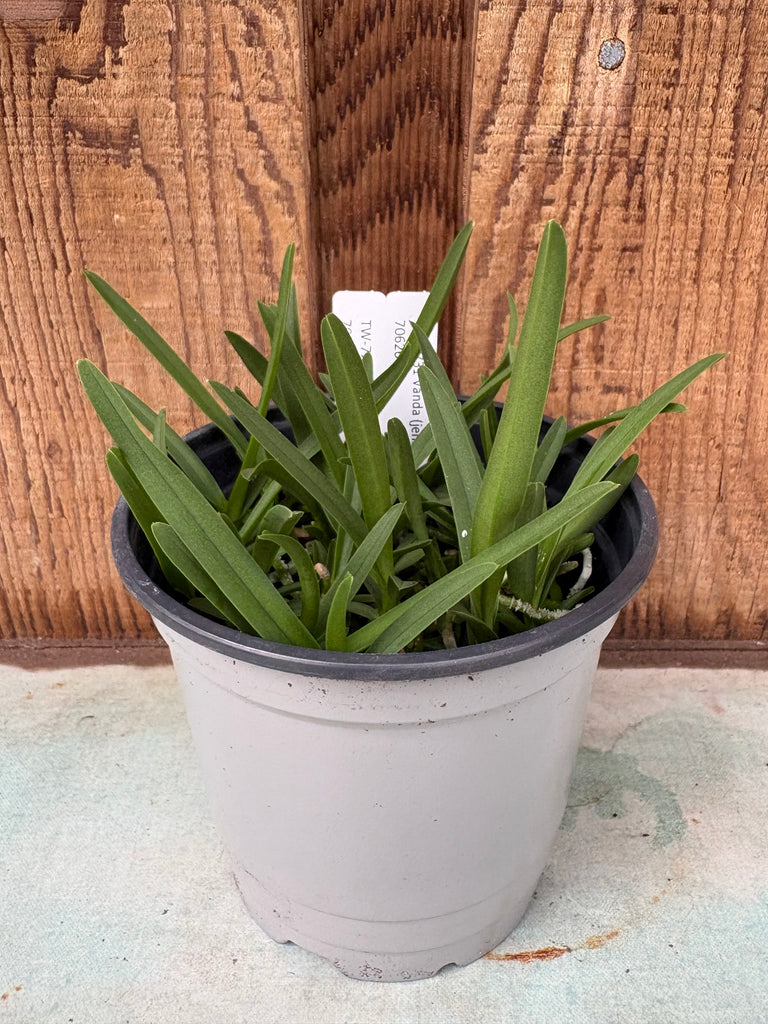 COMPOT Vanda (jennae x barnesii)