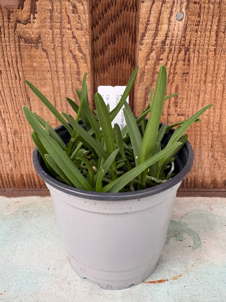 COMPOT Vanda (jennae x barnesii)