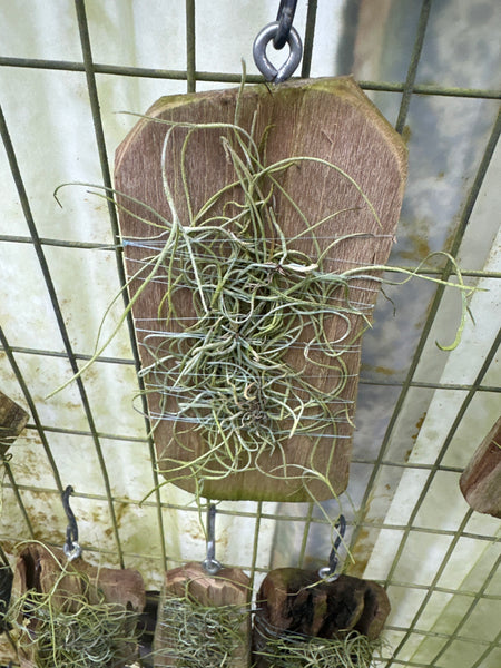Dendrphylax porrectus