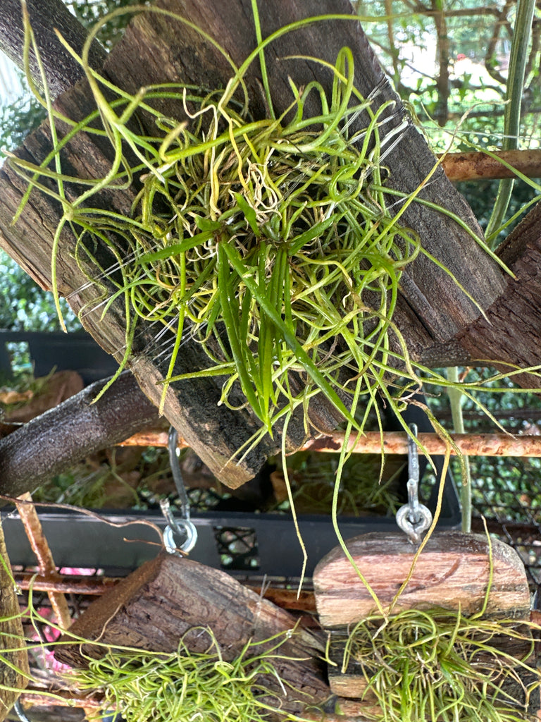 Tolumnia calochila