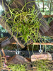 Tolumnia calochila