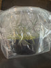 FLASK Angraecum coutrixii