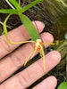 Thrixspermum acuminatissimum