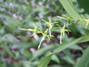 Angraecum calceolus