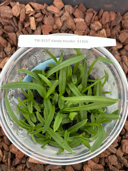 Flask Vanda tricolor