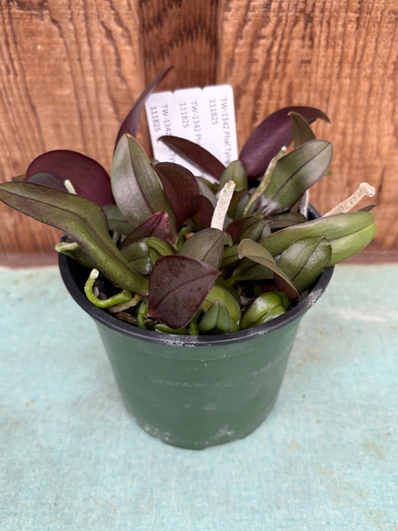 COMPOT — Phal. Tying Shin Golden Rose