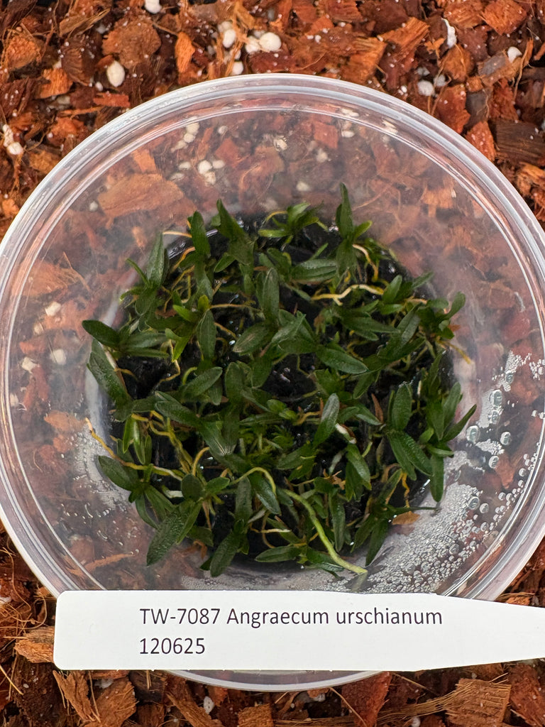 FLASK Angraecum urschianum