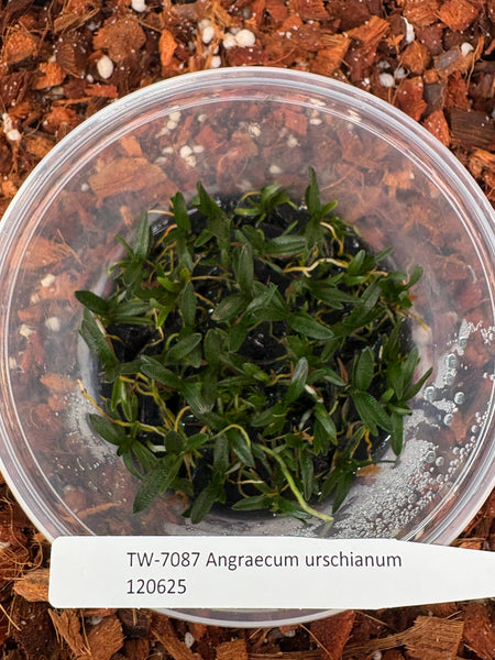 FLASK Angraecum urschianum