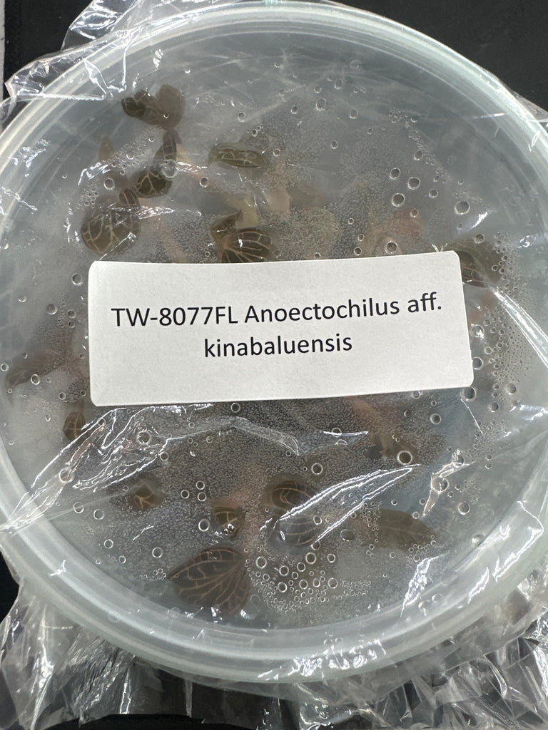 FLASK Jewel Anoectochilus aff kiabaluensis