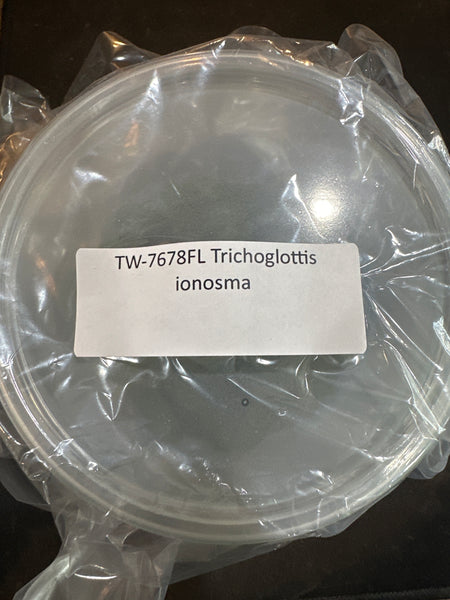Flask Trichoglottis ionosma