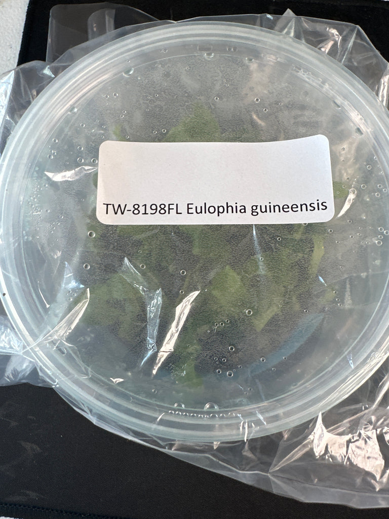 FLASK Eulophia guineensis