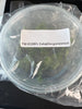 FLASK Eulophia guineensis