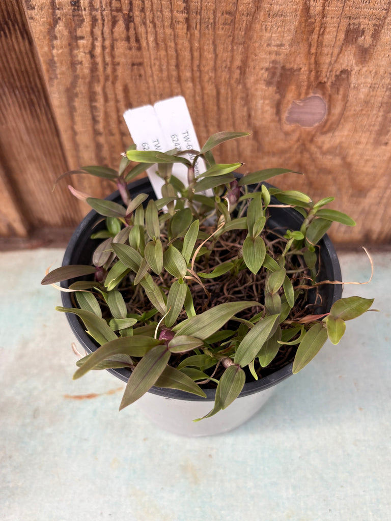 COMPOT Dendrobium annae