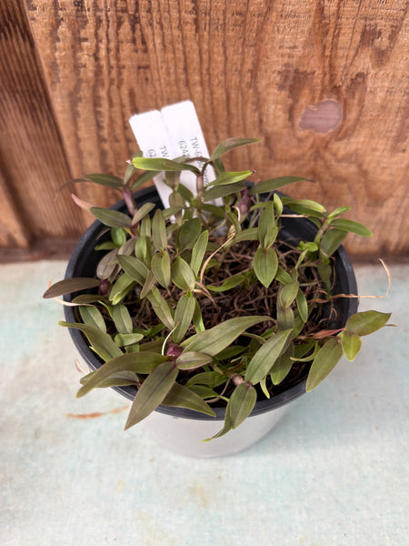 COMPOT Dendrobium annae