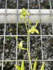 Den. antennatum fma. albescens