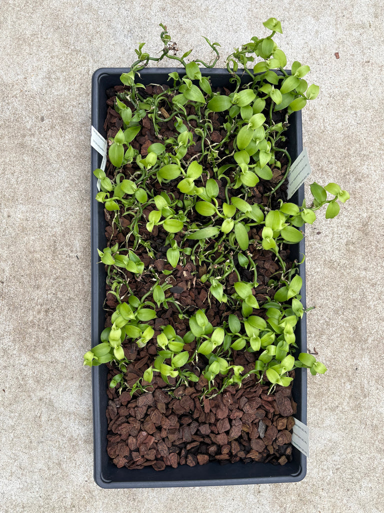 Vanilla planifolia Community Tray