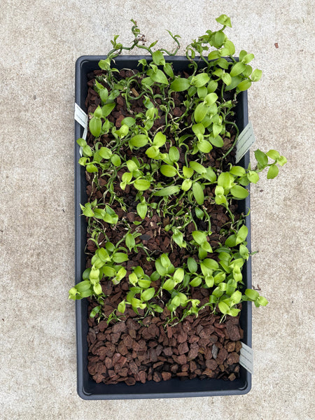Vanilla planifolia Community Tray