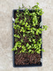 Vanilla planifolia Community Tray