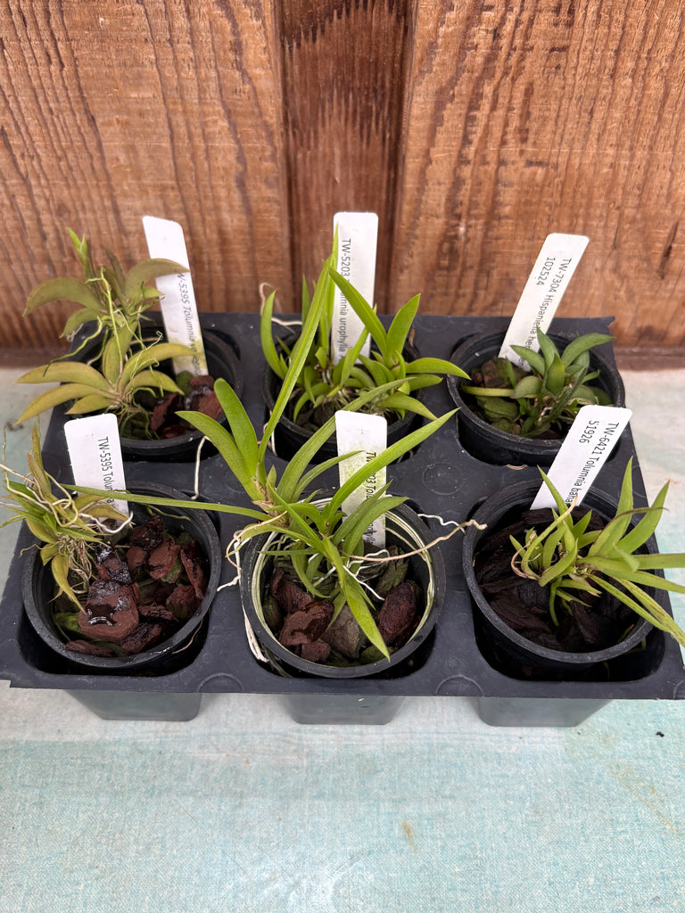 Tolumnia spp, 6 Pack
