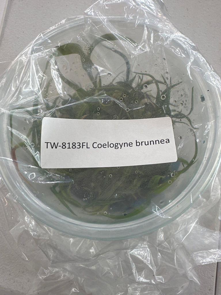 FLASK Coelogyne brunnea