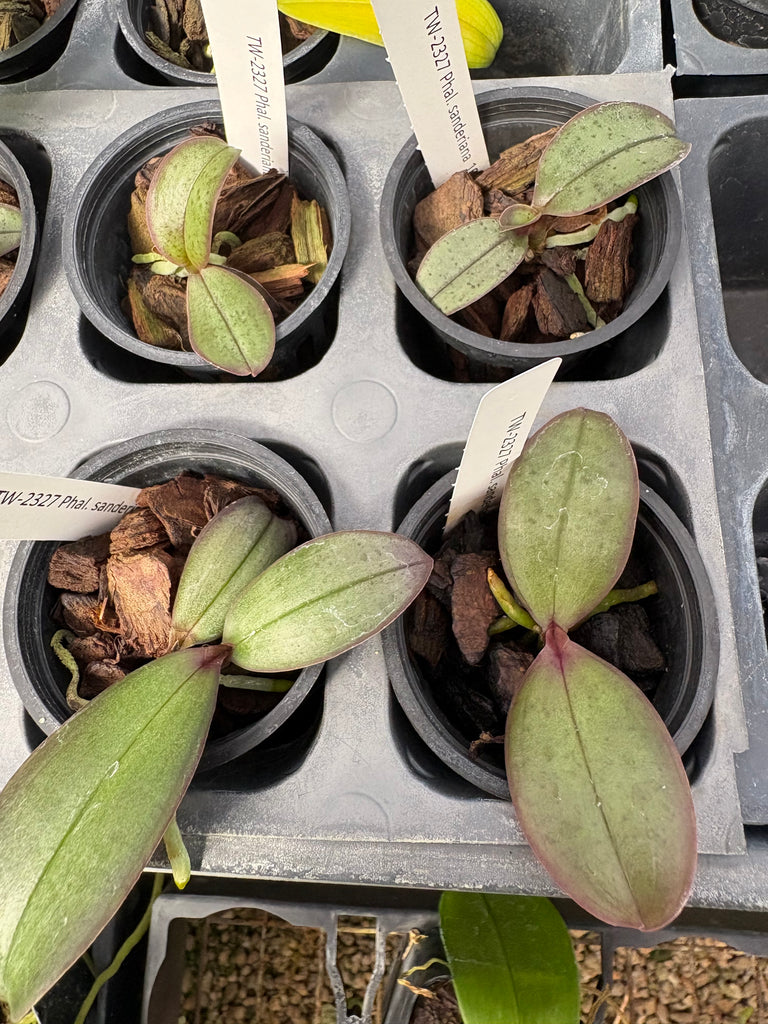 Phalaenopsis sanderiana