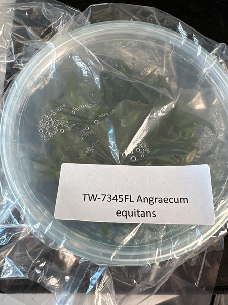 FLASK Angraecum equitans