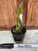 Laelia (jongheana x lucasiana)