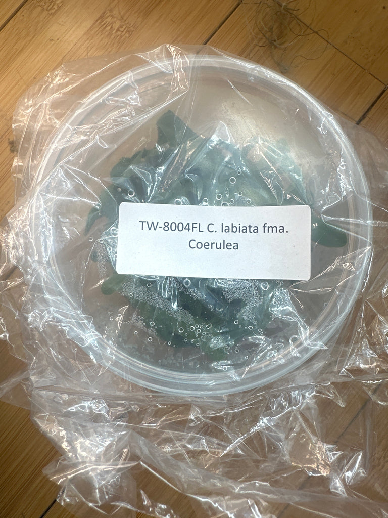 Flask C labiata fma coerulea