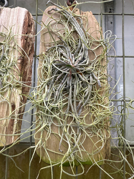 Chiloschista viridiflava fma alba