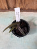 Oeceoclades perrieri