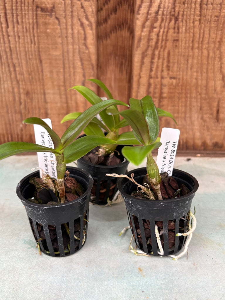 Den.Chanthaboon Sunrise (lamyaiae x friedericksianum)