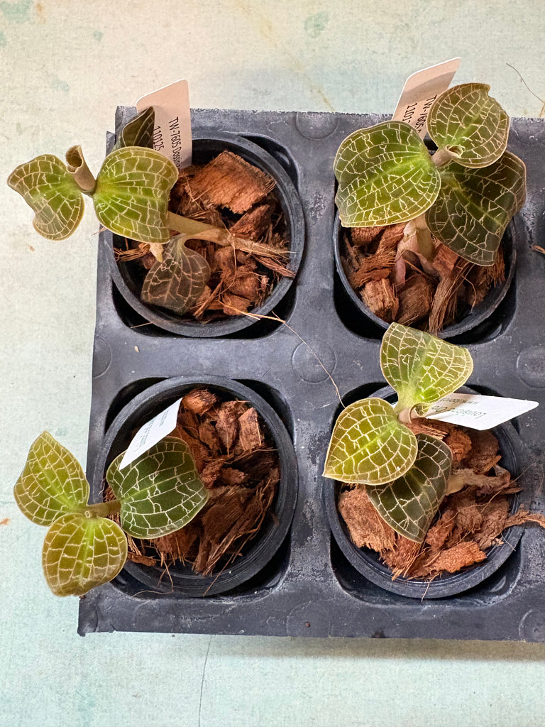 Jewel Orchid Dossinia marmorata