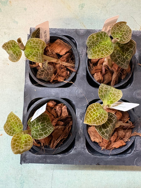 Jewel Orchid Dossinia marmorata