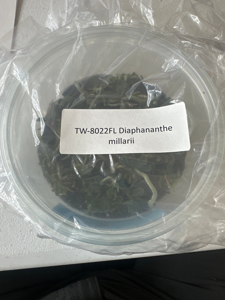 FLASK Diaphanthe millarii