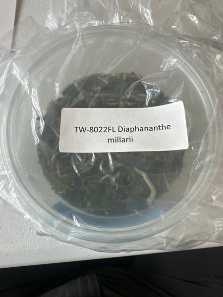 FLASK Diaphanthe millarii