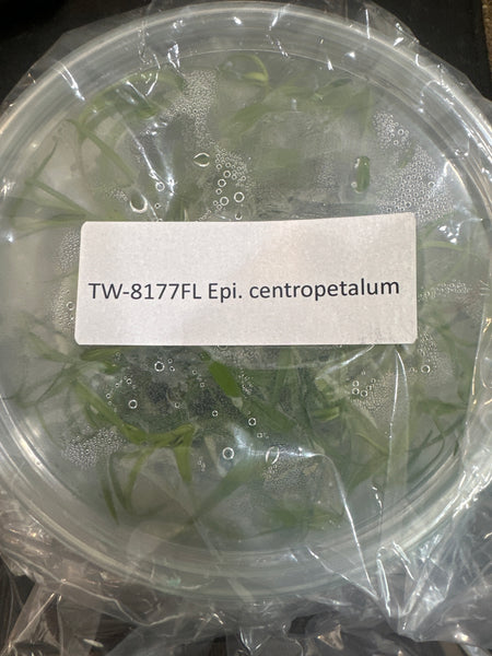 Flask Epi. centropetalum