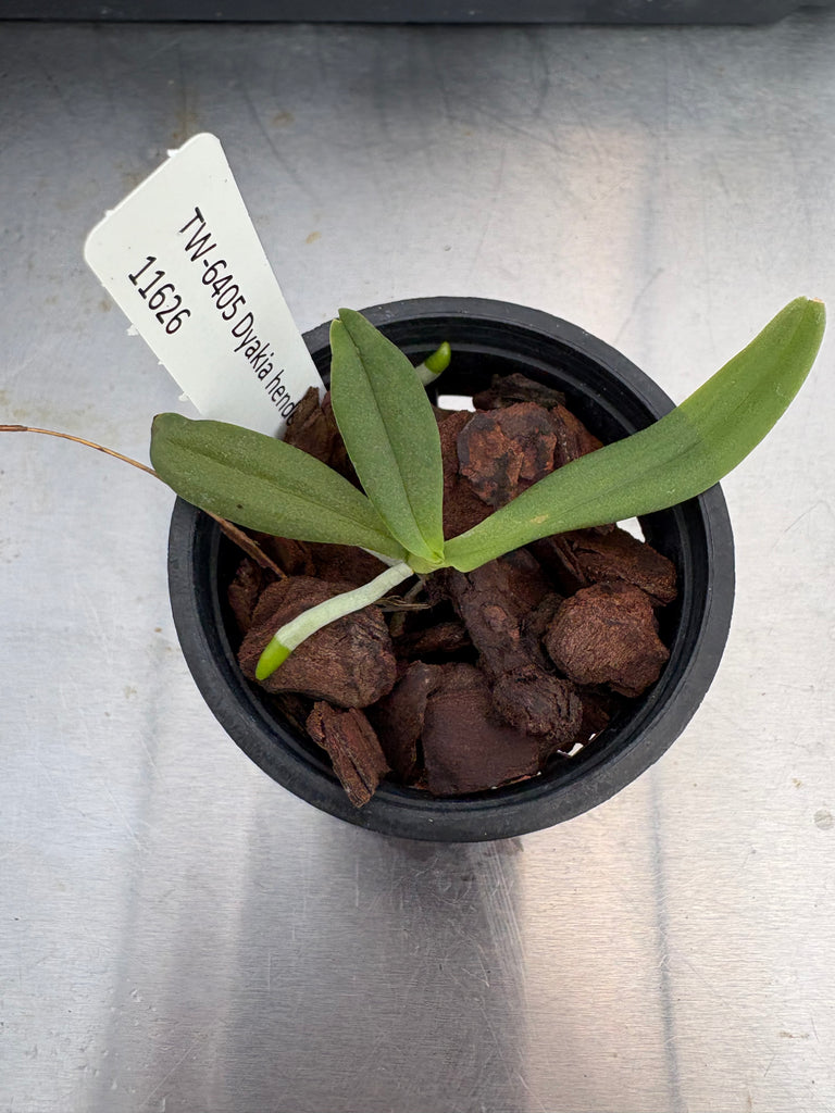 Dyakia hendersoniana