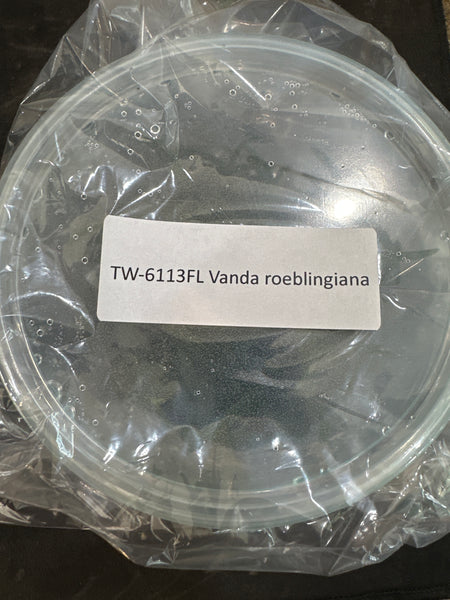 Flask Vanda roeblingiana