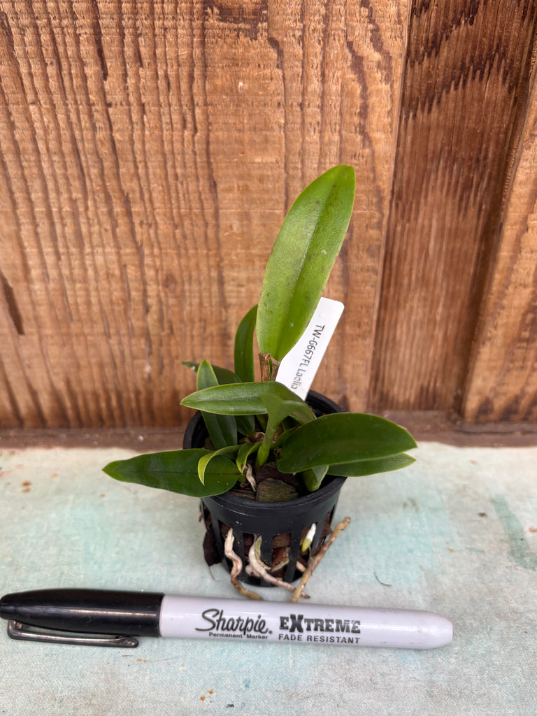 Laelia pumila