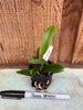 Laelia pumila