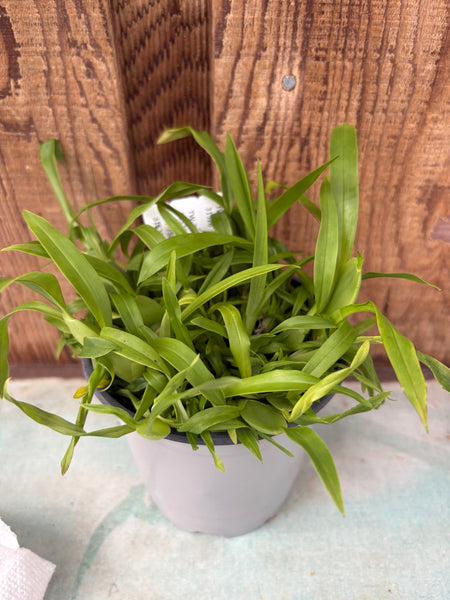 COMPOT Aspasia epidendroides