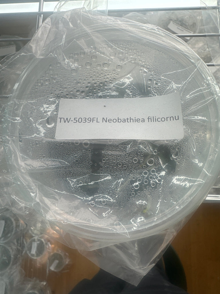 FLASK Neobathia filicornu