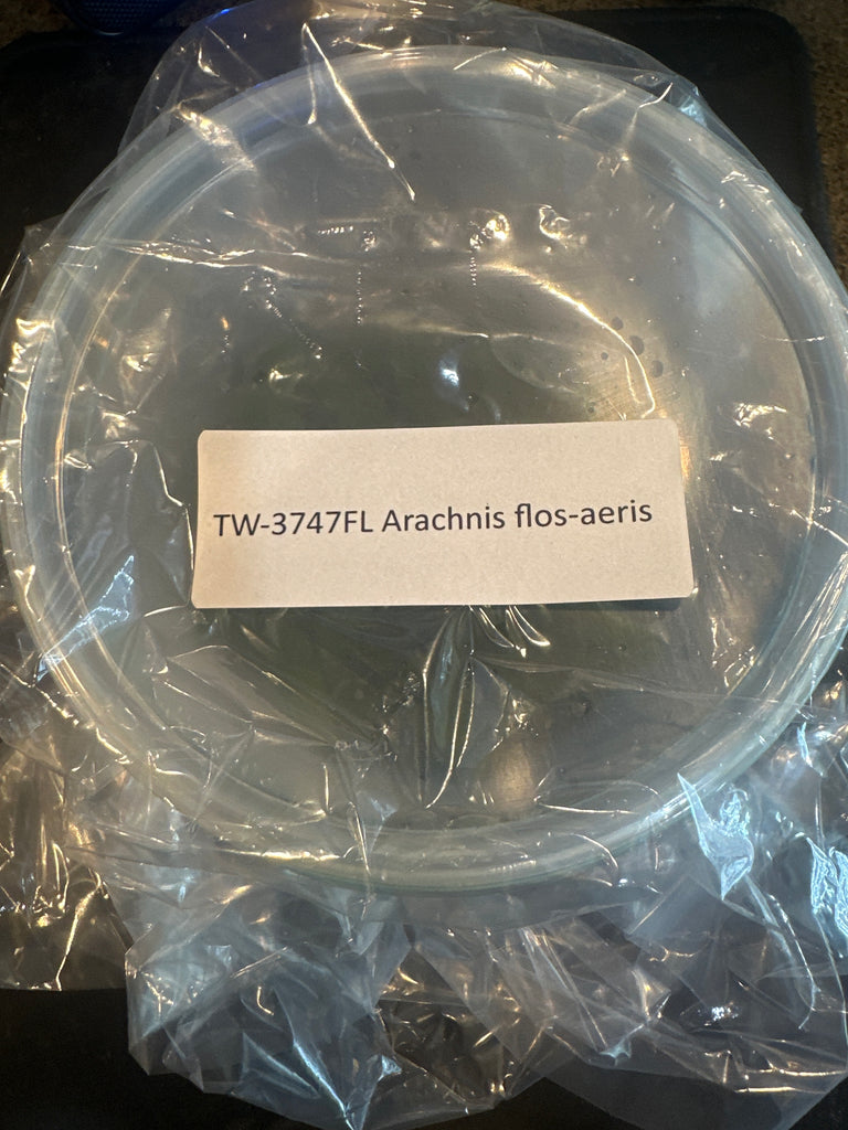 FLASK Arachnis flos-aeris