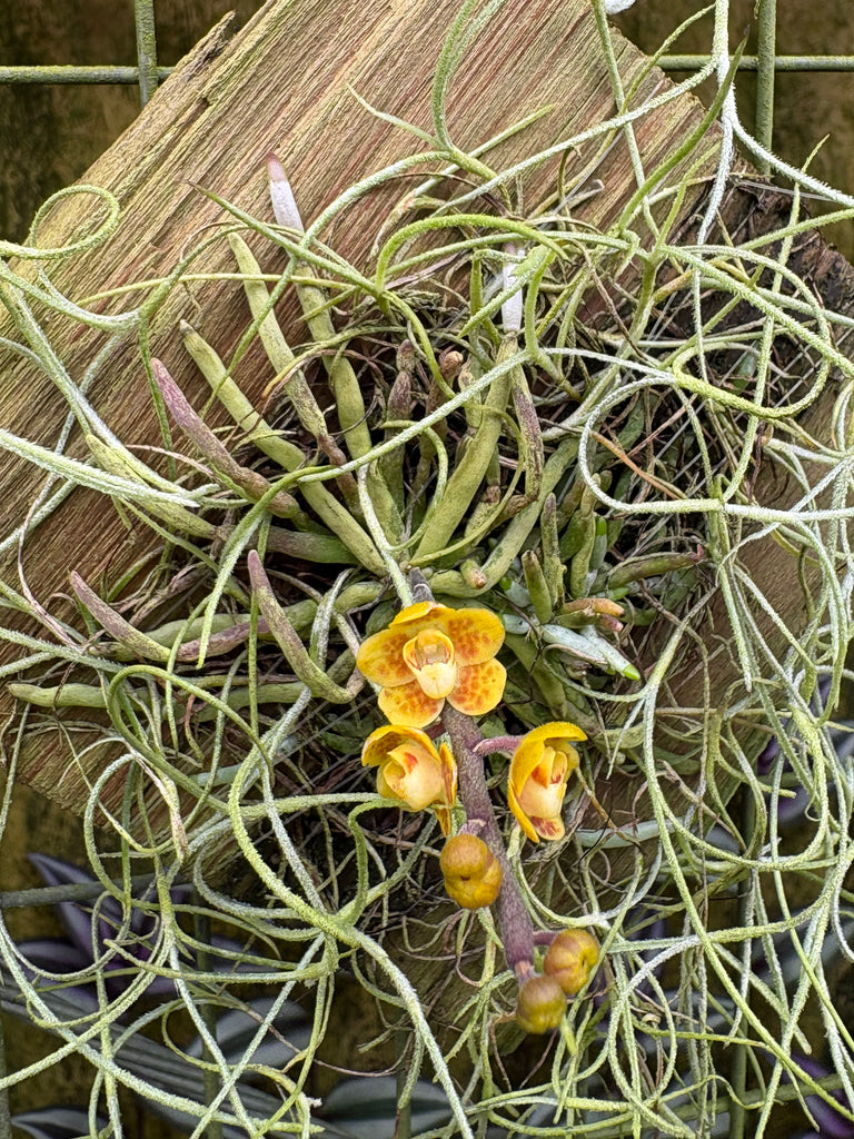 Chilischista nakornomensis